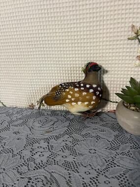 Vintage Real Feather Craft Bird Figurine Spotted Brown Decorative Nature Decor 4